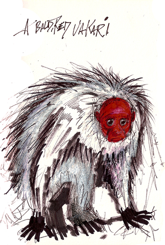 uakari-001